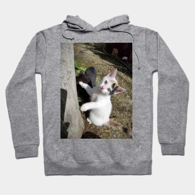 Susie the cat is curious Hoodie by Gourmetkater